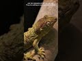 How do Geckos Walk up Vertical Surfaces #animals #australian #wildlife #reptiles