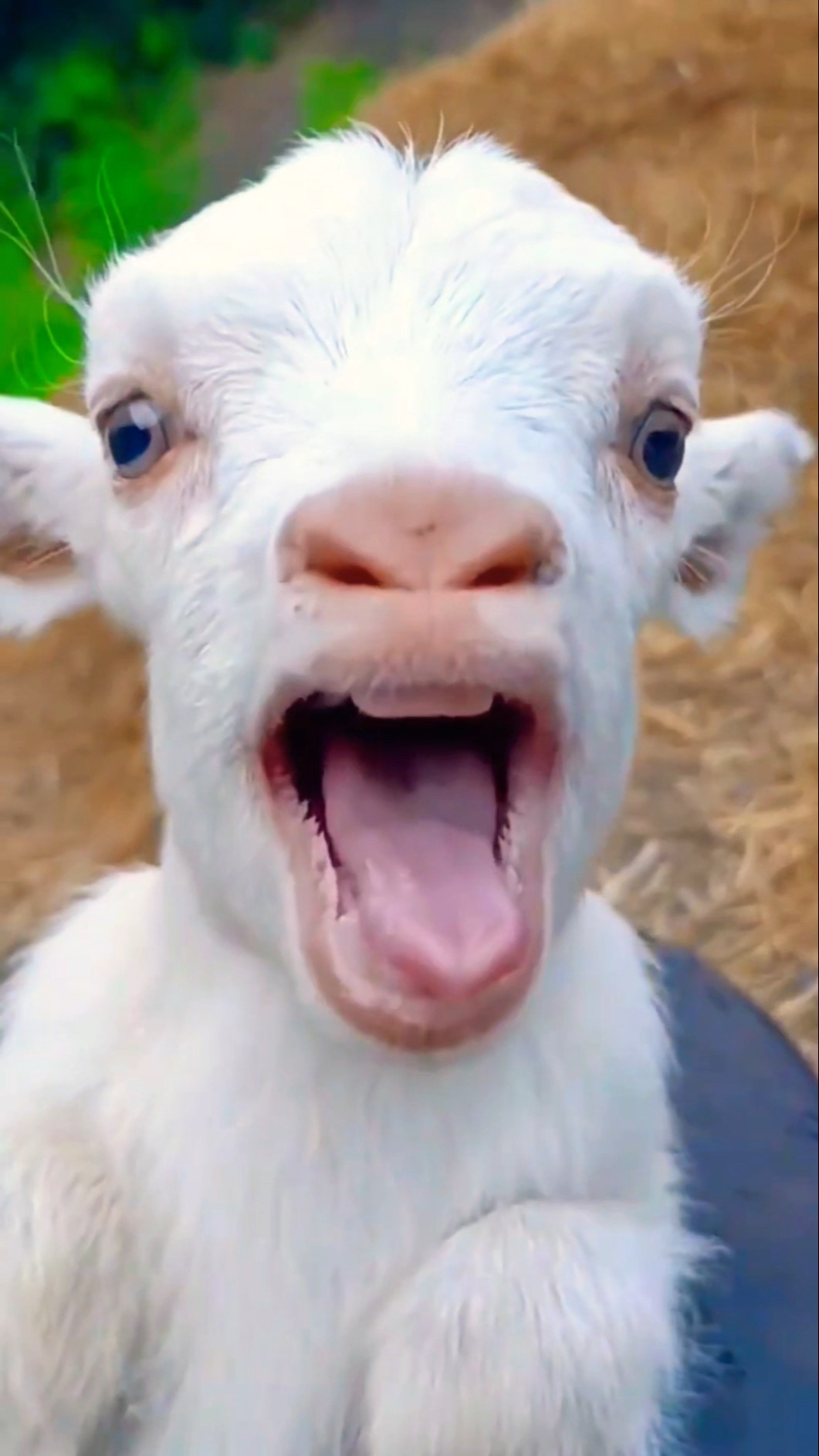 Mamaa??? #funnyshorts #ponnusword