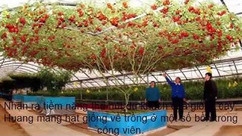 Trung quốc Cây cà chua bạch tuộc cho 32.000 quả mỗi lần thu hoạch