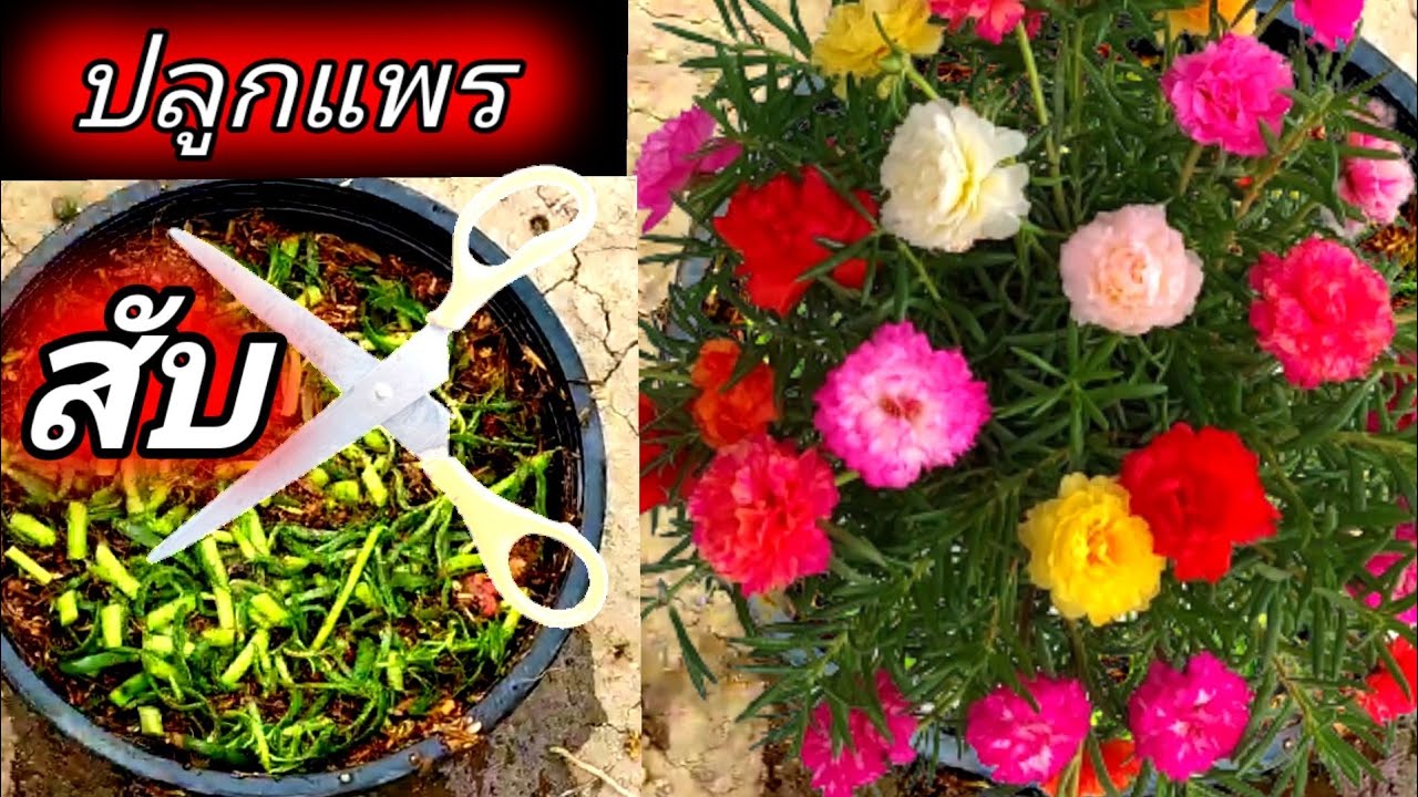 ไอเดียเจ๋ง ปลูกแพรเซี่ยงไฮ้กระถางแขวนจัดสวน Mossrose