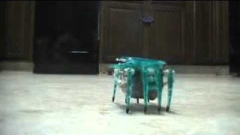 hexbugs crawling around my house