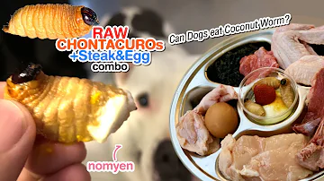 🐄🐶nomyen the Pit Bull 1st time eats RAW🐛🥥🌴CHONTACUROs+🥩Beef Chuck&Egg combo[ASMR]MUKBANG [咀嚼音]