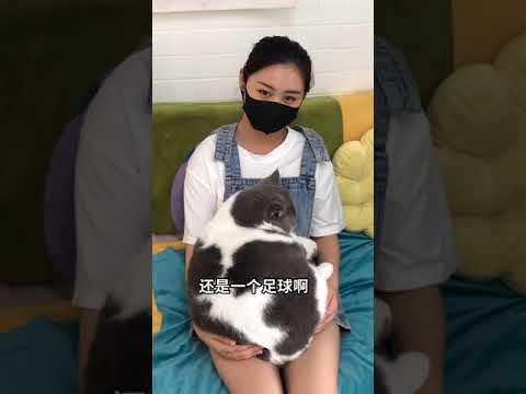 OMG Adorable Lovely  And Funny Cute Cat  (146)