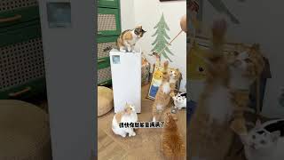 Title: Ultimate Home Feeding Guide for 3 Dogs &amp; 24 Cats - Air Purifier Solutions Unveiled