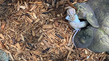 Live feeding Banana ball python