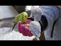 3 Hr Happy Parakeets Sing Playing This, Cute Budgies Chirping. Reduce Stress of lonely Birds Videos