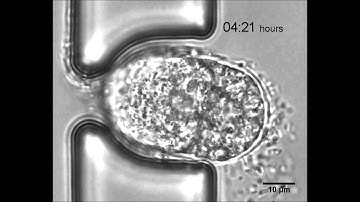 An automated microfluidic platform for C. elegans embryo arraying, phenotyping, and long-term...