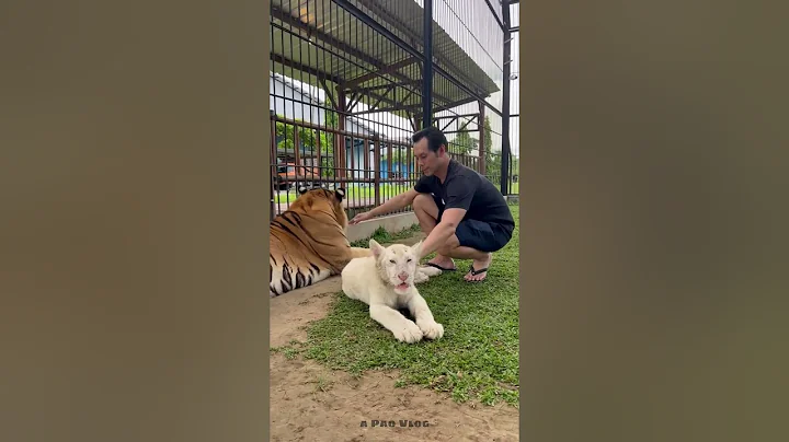 Video 5041501: bengal tiger lion, bengal tiger animal, cute bengal kitty, animals big cat