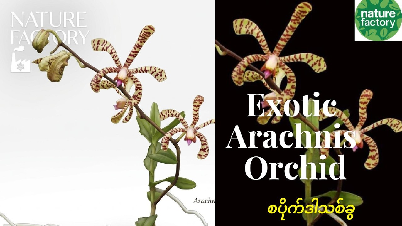Wild Orchids of Burma 7 - YouTube