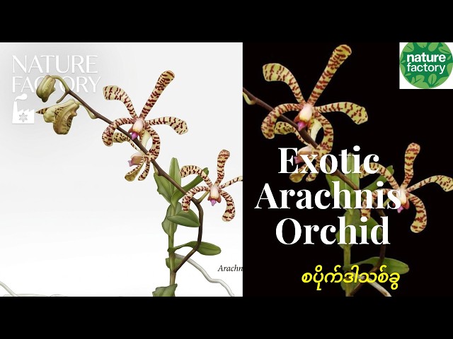 Wild Orchids of Burma 7 - YouTube