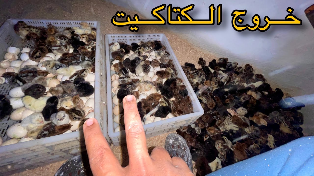 وأخيرا خرجو الفلالس من الفقاسة نسبة ممتازة اللهم بارك 🐣