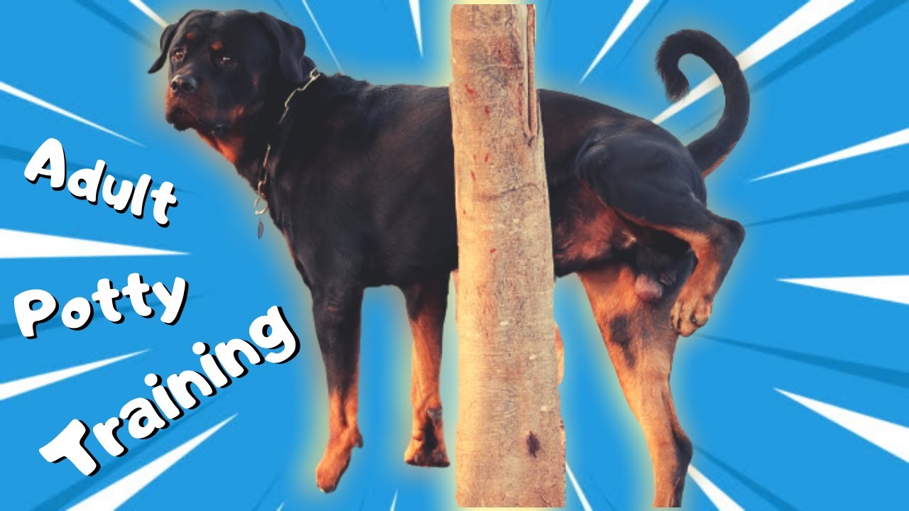 Potty Training an Adult Dog in Tamil Outdoor Potty Training Dog in