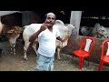 Adil azam 2018 bhache cow