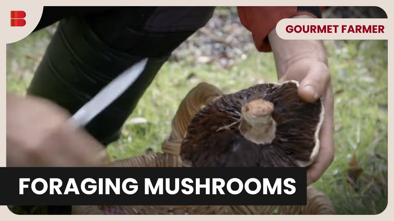 Foraging Wild Mushrooms - Gourmet Farmer - Food Documentary