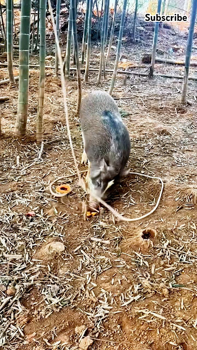 No escape: The greedy boar will fall into a trap #shorts #skills