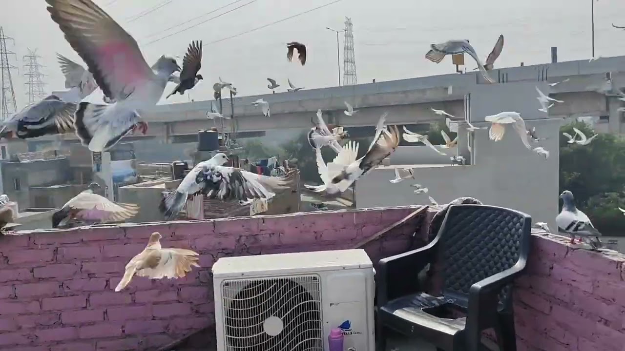 शोक की वीडियो part-1