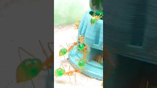 Green Honey Ants 🍯