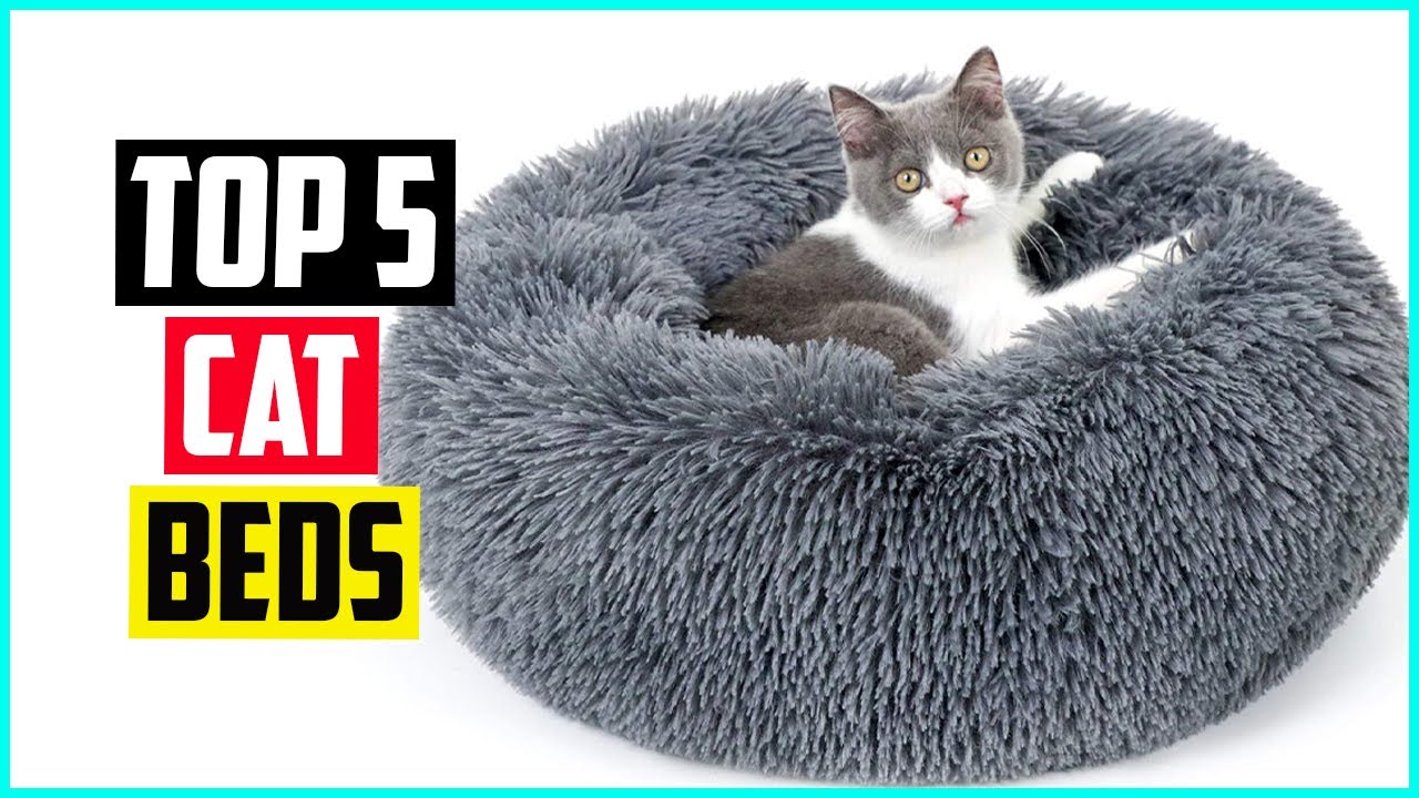 The 5 Best Cat Beds of 2022 YouTube