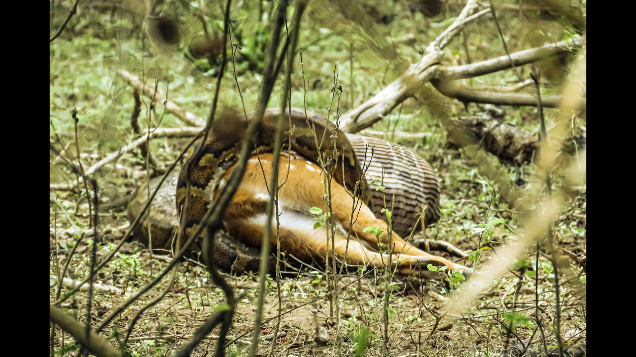 Giant python locking jaws on a deer | Nimal Safari | Yala National Park ...