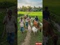 গ্রাম বাংলার অসাধারণ দৃশ্য | Beautiful Village View Bangladesh 2026 🇧🇩 #shorts #viral #reels