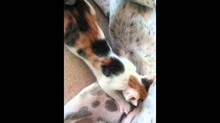 Anne olduğunu sanan bir köpek :)