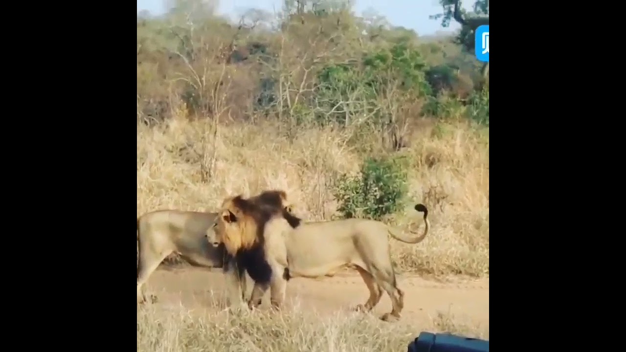 Mapogo Bad Boys Mr. T & Kinky Tail