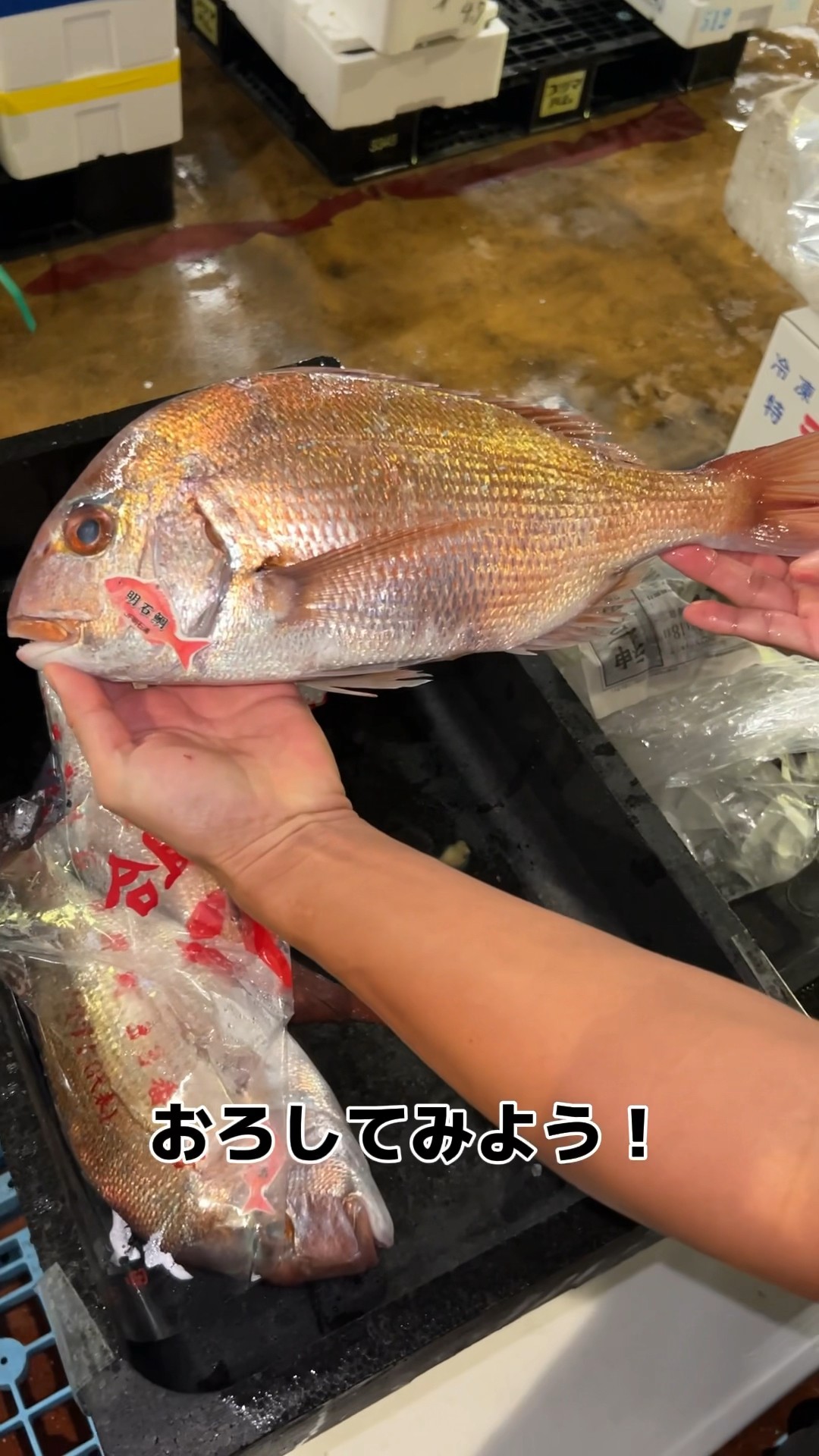 真鯛様 Amazon | アシュラス(Ahsuras) マダイ針 8号 オキアミステルス