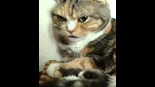 熊本弁でおしゃべりペット ばあちゃんの口癖②