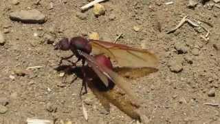 Hormiga Culona. Saliendo Y Volando De Su Hormiguero