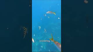 Snorkeling with fish in Belize