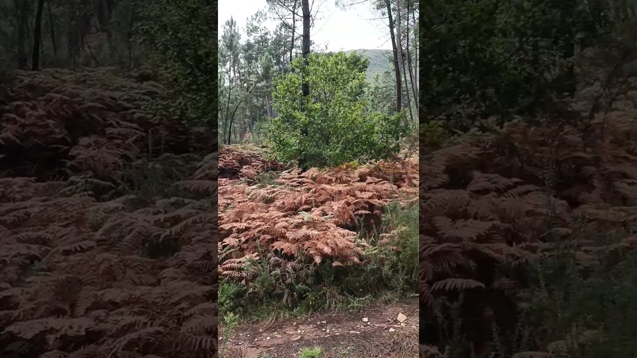Bosque de Helechos #campo #finca #rural #rurallife #galiza #galicia #bosque #plantas #españa