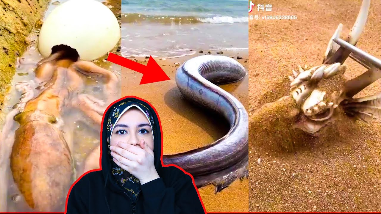 اغرب كائنات بحرية تم ايجادها علي الشواطئ!!!👽😱👽