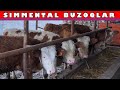 SIMMENTAL BUZOQLAR SOTILADI  ☎️ +998 90-405-02-07