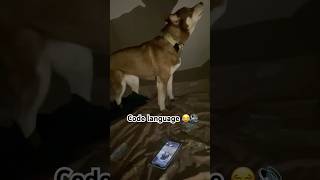 Code language ka use  krti h ye #husky#ferra#hauling#comedy#viralreels#funny #pets #cute #love