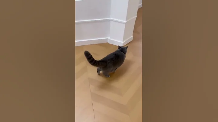 Watch the video about How long are you gonna act like that? 😑🐾 #britishshorthair #cat #funnypets #funny #animalmystery