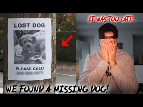 WE MAY HAVE FOUND a MISSING DOG (IT WAS TOO LATE)
