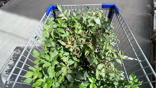 Astilbe Shopping @Lowes. How To Plant & Struggles with Water boy 😅