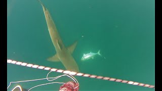 junio2 "se anima el pesquero" pesca submarina spearfishing Fuerteventura