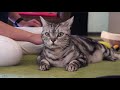 【猫可愛すぎ】アメショーの日常/American shorthair daily life [cute cat]