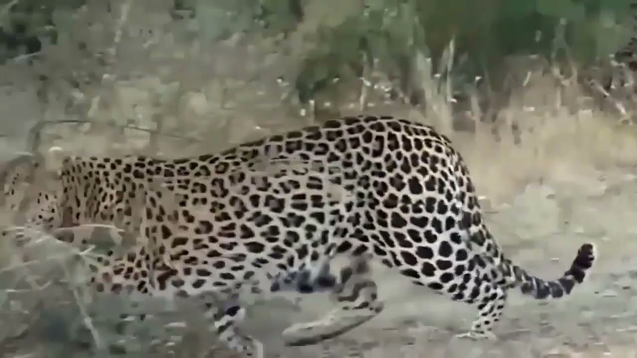 21 HORRORIZADO    Baboon Angry Mother Knock Down And Tortures Leopard Too Cruel To Avenge Her Cub