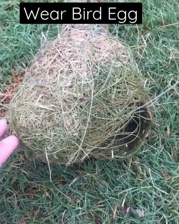 Weaver Bird Egg ! Weaver Bird Fallen Nest !Birds egg ! Fallen Eggs from birds Nest