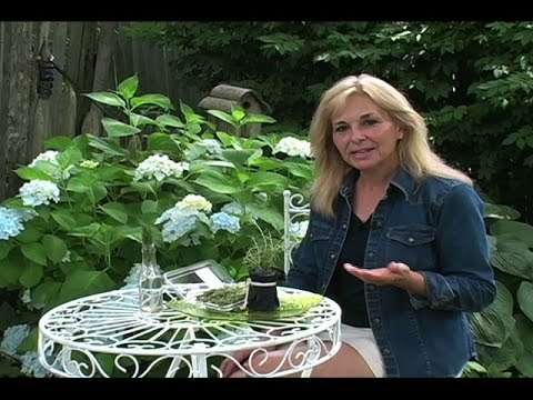 Propagating Rosemary from Cuttings