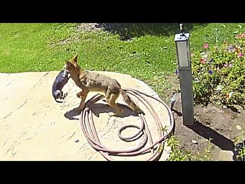 Family Saves Chihuahua From Coyote’s Jaws