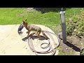 Family saves chihuahua from coyotes jaws