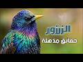 الزرزور المهاجر طائر صغير بقدرات مدهشة تعرف على الزرزور هجرته اصواته تكاثره وتعشيشه