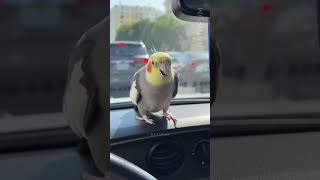 La Lección De Vida De Este Loro En Pleno Tráfico Áfico