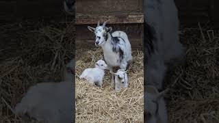Woke to the miracle of new life.  Baby goats!! #babygoats #farmlife