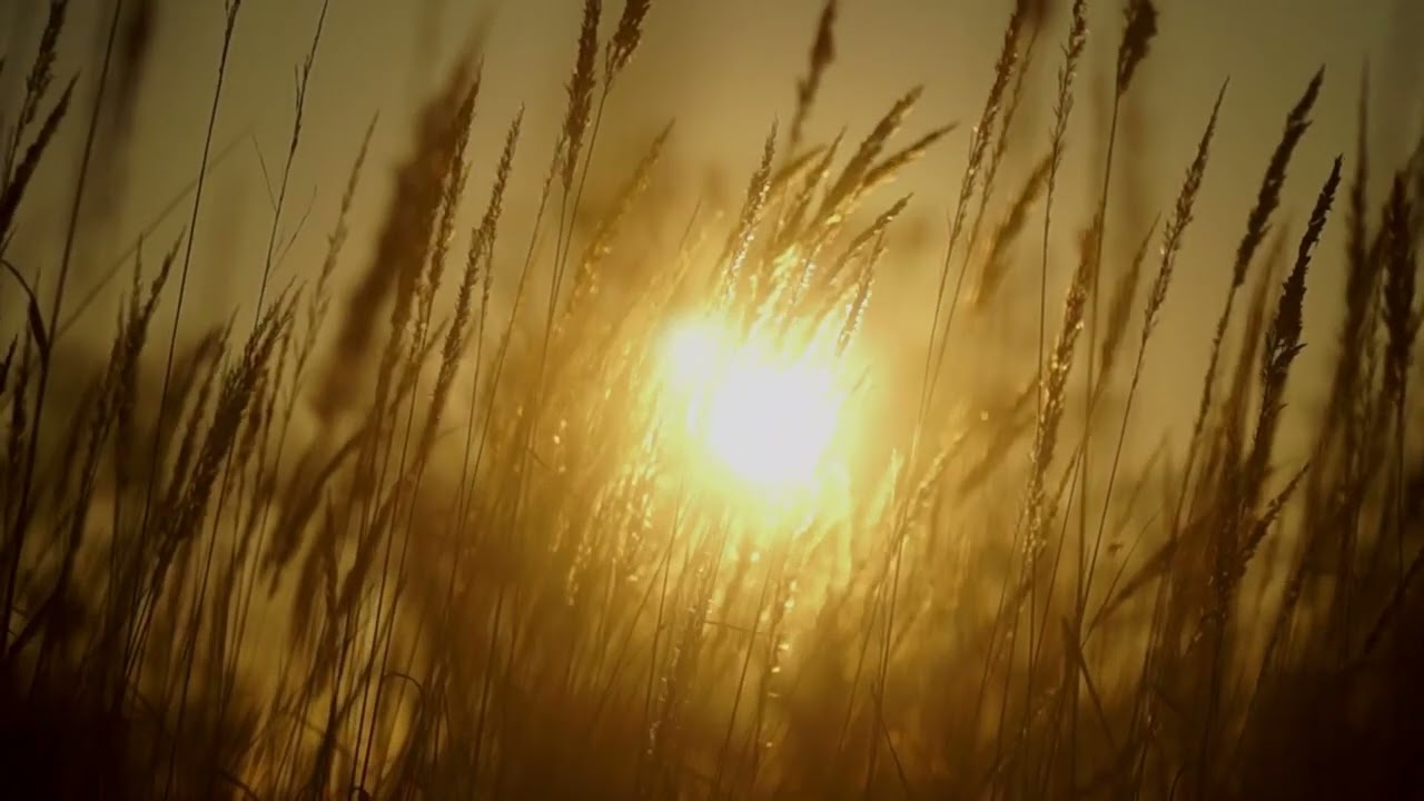 🌅 Delta Dreamscape – 3Hz Sleep Music for Mind & Body | Ambient Sunset Film