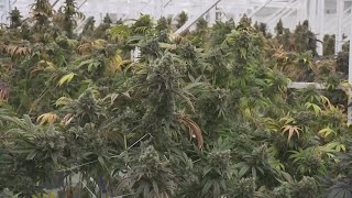 Proposed Ohio bill looks to increase sales tax on recreational marijuana