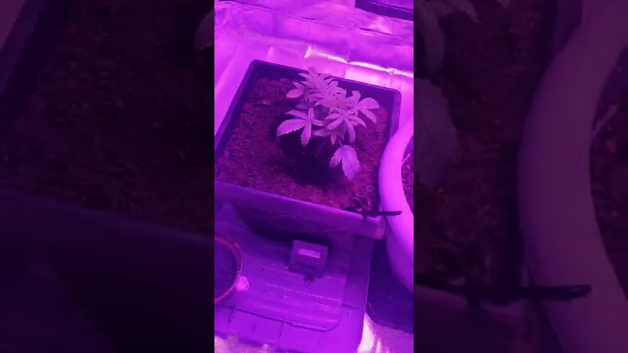 Saving cannabis plants Berry Haze, Amnesia, MoneyMaker - 14th of October